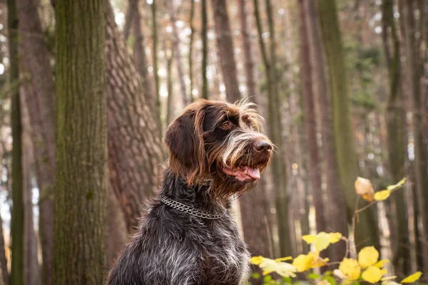 Zbliżenie Uśmiechniętej Samicy Rough Powlekany Czeski Pointer Czeska Rasa Myśliwska — Zdjęcie stockowe