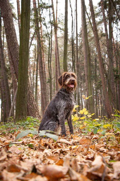 Bitch Bohemian Wire-haired Pointing Griffon sits contentedly in the middle of the woods, waiting for his master's instruction. Binary portrait of a beautiful hunting dog. Antique white tone.