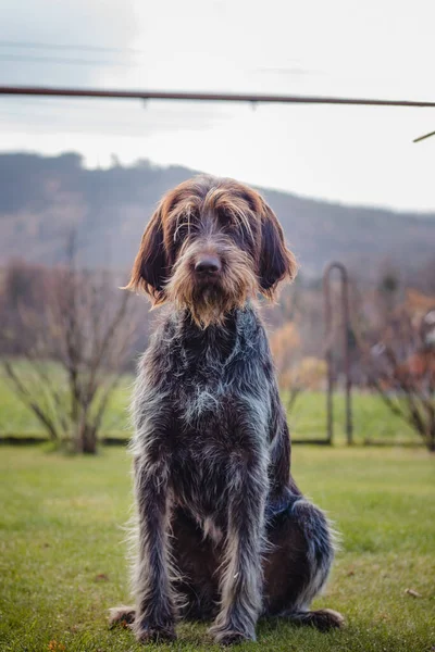 Loving bitch Bohemian Wire-haired Pointing Griffon sitting on a stump, staring into the woods, what just moved there. Man best friend. Portrait of a sitting dog in Tidewater Green tone.