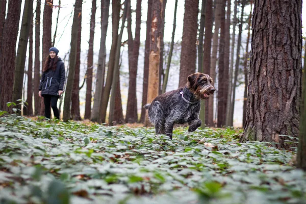 Bohemian Wire Haired Pointing Griffon Got Freedom His Owner Cesky — Stock fotografie