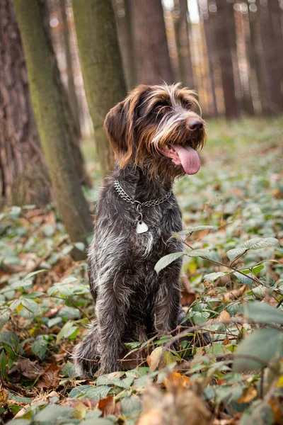 Smiling Satisfied Bitch Rough Coated Bohemian Pointer Sitting Middle Forest — 스톡 사진