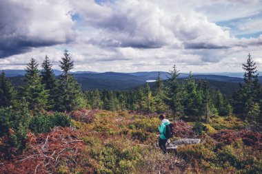 Yazın mavi ceketli genç turist Bohemya 'nın kuzeyindeki Jizera dağlarında bir çalılıkta yürüyor. Çek Cumhuriyeti 'nde orman parçaları. 20-24 yaşlarındaki yürüyüşçü çalıların arasında yürüyor..
