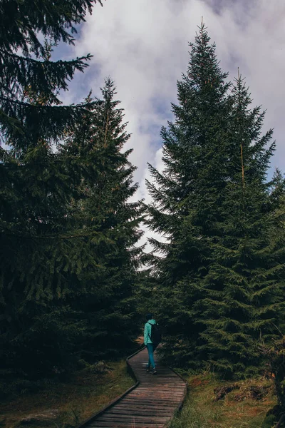 Elveszett Jizera Erdőkben Egy Járdán Egy Éves Fiatal Sétál Fapadlón — Stock Fotó