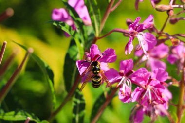 Annoying insects Chrysotoxum bicinctum sitting on a pink flower in the shuma biodiverse full of life. Nasty black-and-yellow insects. Little insect world. Colorful background. wings are transparent, with a large, dark brown spot clipart