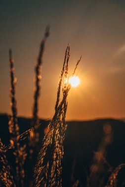 Bir parça tahıl sapı ve gökyüzündeki hareketinin son aşamalarında güneş. Bir lezzet sapı. Çek Cumhuriyeti 'nde Beskydy' nin vahşi doğasında gün batımı.