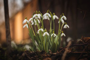 Böğürtlen eteklerinde birbirine yakın büyüyen Galanthus Nivalis grubu baharın başlarında Çek Cumhuriyeti 'nin Beskydy Dağları' nda hayata gözlerini açıyor. Beyaz-yeşil bir kardamlasında gerçek bir portre.