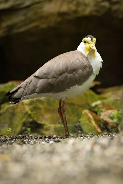 surprising expression Masked lapwing standing on a path between plants. Vanellus miles endangered species. Don't look at me. Offended bird.