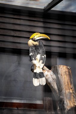 Hornbill ailesinin nesli tükenmekte olan büyük boynuz gagalı üyesi. İki parçadan oluşan ilginç bir gaga. Kabuklu boynuz gagası, Buceros bicornis, bir dala oturur..