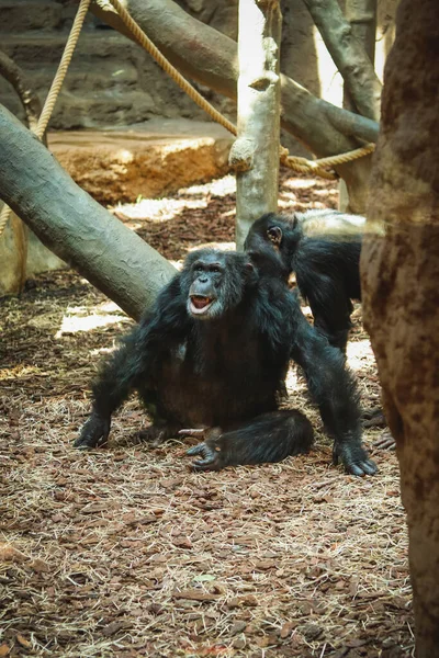 Older Western gorilla laughs all round, tickling his back from a younger member of the group. Tickling his gorilla brother. Monkey pre-human. Empathetic, intelligent animal.