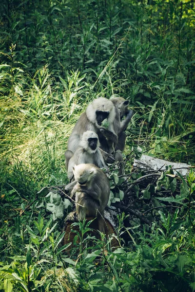 Hanuman Monkeys Sits Whole Family Tree Trying Get Food Semnopithecus — Stock Photo, Image