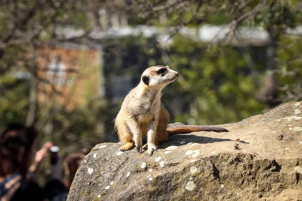 Meerkat Como Uma Estátua Suas Patas Traseiras Defendendo Seu Território — Fotografia de Stock