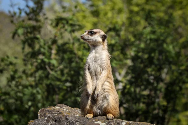 Meerkat Erge Alta Roccia Osservando Pericolo Espressione Umoristica Piccolo Mammifero — Foto Stock