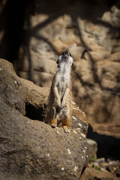 Meerkat Debout Comme Une Statue Sur Ses Pattes Arrière Défendant — Photo