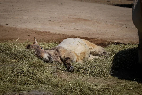 Retrato Jovem Equus Przewalskii Descansando Sombra Grama Última Espécie Selvagem — Fotografia de Stock