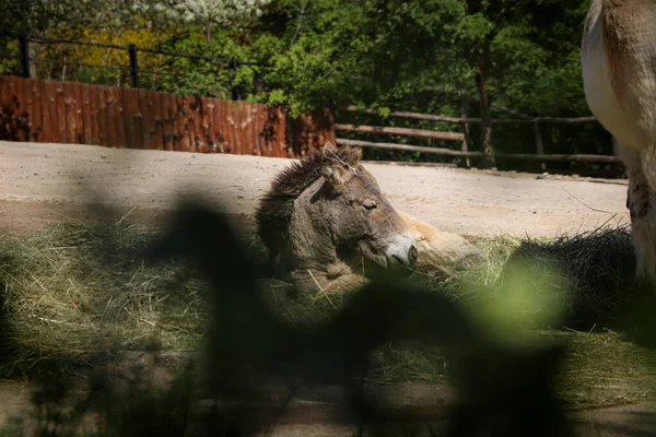 Retrato Equus Przewalskii Descansando Sombra Grama Última Espécie Selvagem Cavalo — Fotografia de Stock