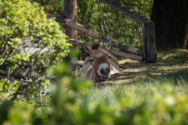 Retrato Equus Przewalskii Através Grama Arbustos Cabeça Cavalo Przewalski Espreita — Fotografia de Stock