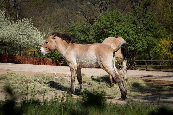 Ast Wild Horse Living Wild Przewalski Horse While Peeing Mongolian — Stock Photo, Image