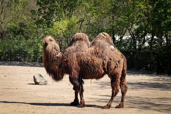 Família Camelos Bactrianos Caminha Torno Sua Paddock Pensa Várias Atividades — Fotografia de Stock
