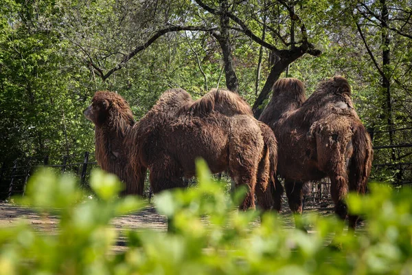 Família Camelos Bactrianos Caminha Torno Sua Paddock Pensa Várias Atividades — Fotografia de Stock