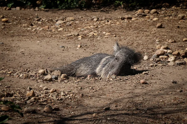 Peccary Chacoan Molto Pericolo Riposa Sulla Sabbia Riscaldata Sogni Cibo — Foto Stock