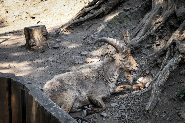 Idosos Ibex Alpino Desfruta Momento Calma Sombra Repousa Sobre Outra — Fotografia de Stock