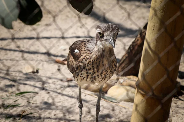 Çalı Taşından Bir Buklenin Gözünün Çayırda Koşuşması Vahşi Doğada Burhinus — Stok fotoğraf