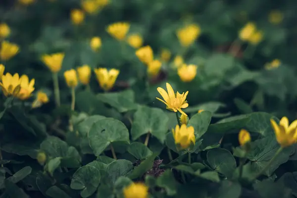 Красивый Желтый Цветок Ficaria Verna Зелеными Листьями Малая Часть Леса — стоковое фото