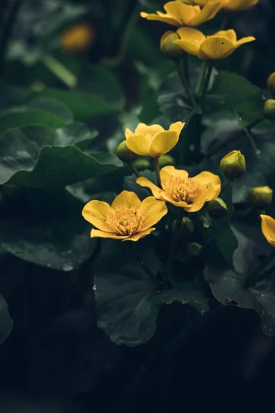 Gyönyörű Vadon Élő Caltha Palustris Virágzik Mocsarak Ártéri Erdők Cseh — Stock Fotó