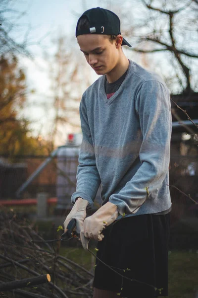 15-18 year old boy wearing a cap and work clothes cuts thin branches into small sticks with special scissors and puts them into an iron barrel for later consumption. Working season.