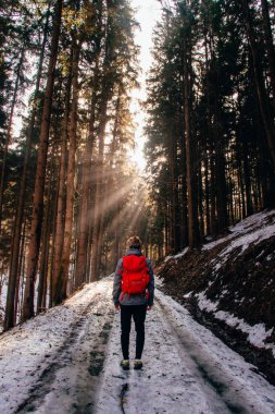 20-25 yaşlarındaki yürüyüşçü kırmızı sırt çantasıyla vahşi doğada yürüyor. Sihirli saat. Güneş ışınları ormanın içinden geçer ve insanları aydınlatır. Bahar karı.