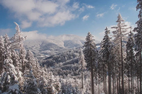 位于欧洲中部捷克土地上的雪原景观壮观的景观 欧洲野生动物展现了大自然的美丽 — 图库照片