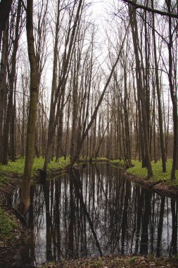 Oder Nehri 'nin vahşi ve vahşi doğası. Medeni Avrupa 'daki son orman kırıntıları. Nehrin sakin yüzeyindeki ağaç dallarının yansıması..