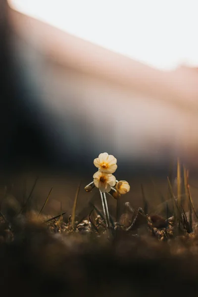 Многолетнее Растение Primula Elatior Высокой Траве Пойменных Лесах Вокруг Реки — стоковое фото