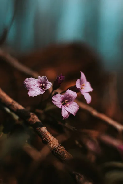 Close Cardamine Pentaphyllos Dark Floodplain Forest Looking Way Sun Drop — Stock Photo, Image