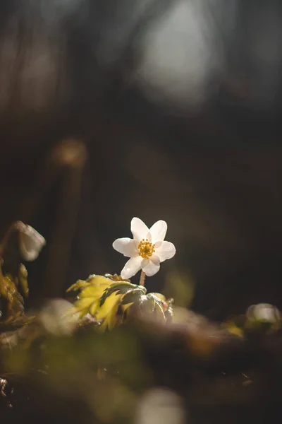 Крупный План Цветка Anemonoides Nemorosa Освещенного Поздним Солнцем Деревянный Анемонный — стоковое фото