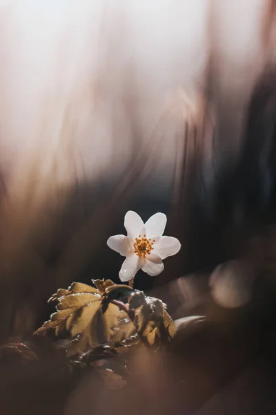Крупный План Цветка Anemonoides Nemorosa Освещенного Поздним Солнцем Деревянный Анемонный — стоковое фото