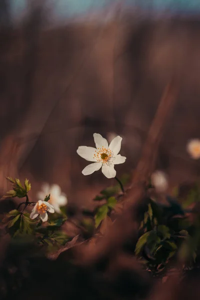 Primer Plano Flor Anemonoides Nemorosa Iluminada Por Sol Tardío Flor — Foto de Stock