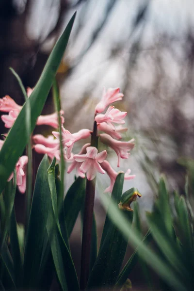 Hyacinthus Orientalis Небольшой Род Луковиц Цветущих Весной Многолетних Розовый Цветок — стоковое фото