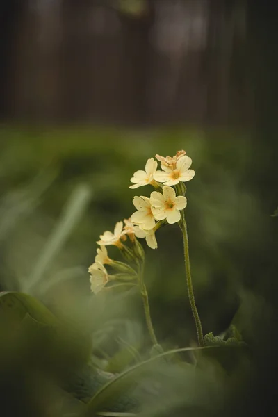Многолетнее Растение Primula Elatior Высокой Траве Пойменных Лесах Вокруг Реки — стоковое фото