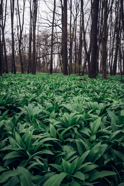 Groene Zee Kruid Allium Ursinum Bekend Als Wilde Knoflook Wilde — Stockfoto