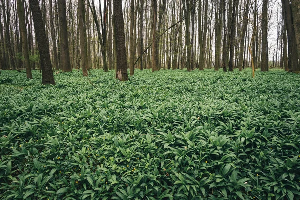 Groene Zee Kruid Allium Ursinum Bekend Als Wilde Knoflook Wilde — Stockfoto