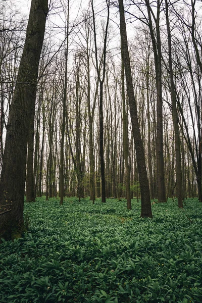 Groene Zee Kruid Allium Ursinum Bekend Als Wilde Knoflook Wilde — Stockfoto