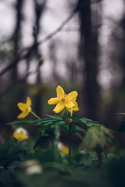 Желтый Цветок Вымирающего Вида Anemonoides Ranunculoides Районе Реки Одра Востоке — стоковое фото