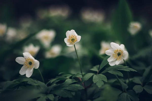 Поле Anemonoides Nemorosa Районе Реки Одры Восточной Чехии Болотная Среда — стоковое фото