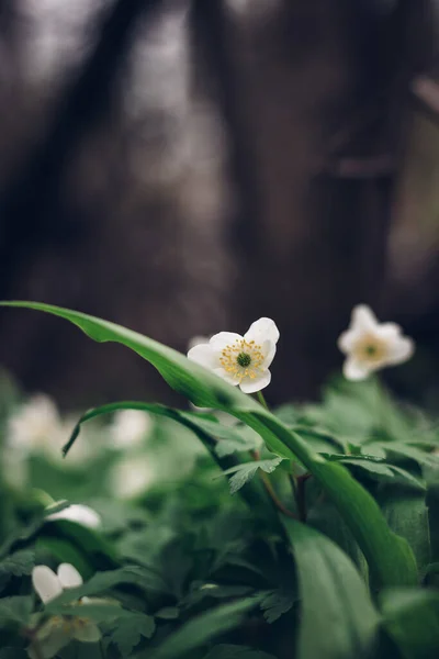 Зеленого Моря Районе Реки Одра Чехии Поднимаются Белые Цветки Anemonoides — стоковое фото