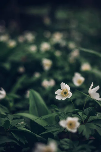 Részlet Fehér Virágok Anemonoides Nemorosa Emelkedik Zöld Tenger Körüli Területen — Stock Fotó