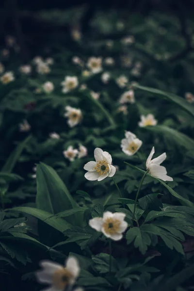 White Flowers Anemonoides Nemorosa Emerge Green Sea Area Odra River — Stock Photo, Image