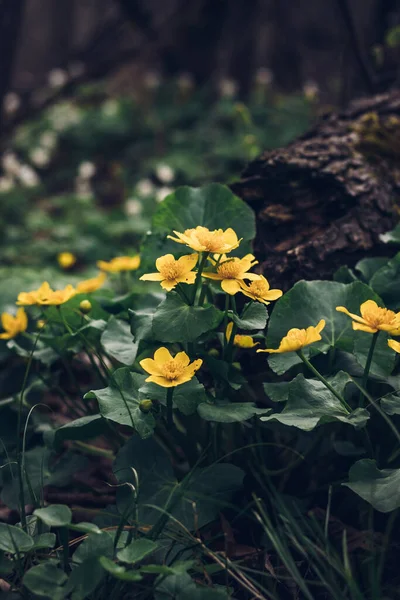 Hermosa Caltha Palustris Silvestres Que Florecen Los Pantanos Los Bosques — Foto de Stock