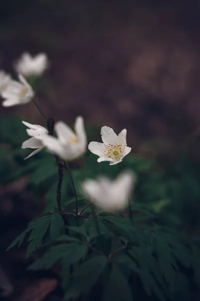 Közelkép Híres Tavaszi Virág Anemonoides Nemorosa Erdőben Fák Alatt Anemone — Stock Fotó