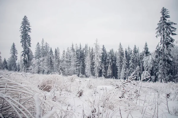 Rough alpine nature covered with snow and whipped by the wind. An impenetrable white mist clings to the mountain ridge.